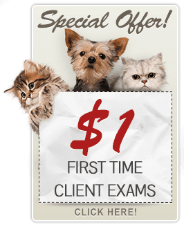 Special Offer! $1 First Time Client Exams - Click Here!