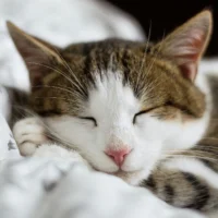 Kitty sleeping on a white blanket