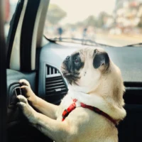 Pug in a car looking out window