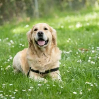 Golden Retriever panting on a lawn