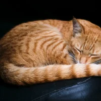 Fluffy ginger cat curled up