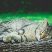 Tabby cat napping on chair or basket