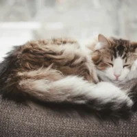 Fluffy cat curled up on a bed