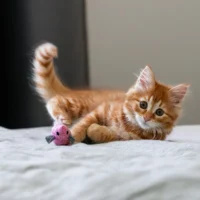 Fluffy ginger kitten playing with a toy