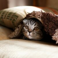 Cat hiding under blanket