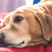 Dog lying on striped blanket looking a bit sad