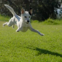 Jumping dog caught in mid air